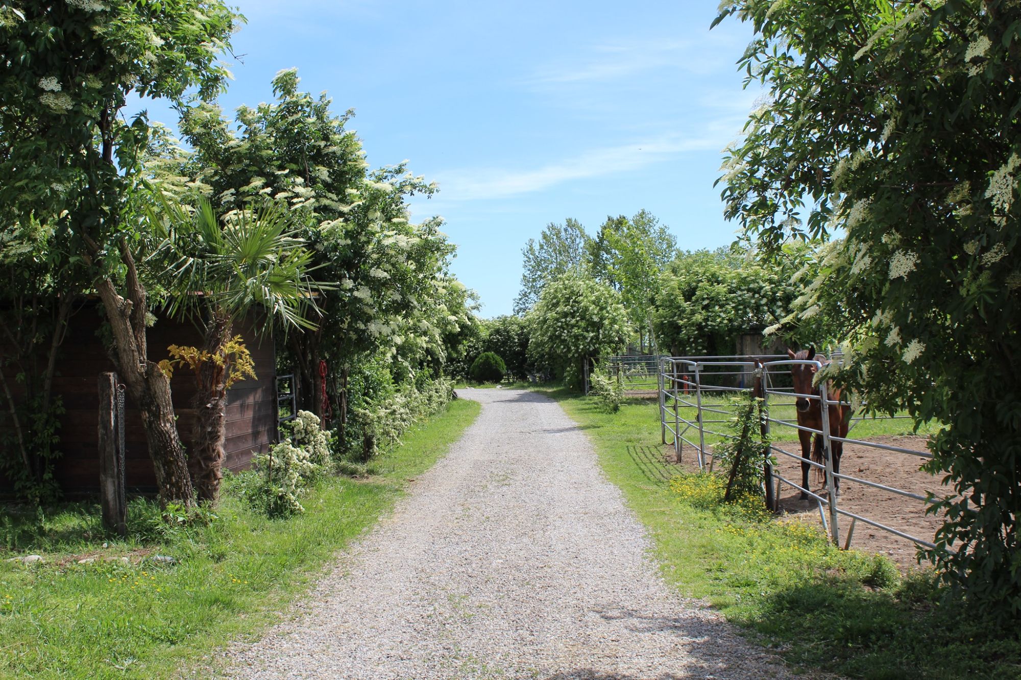 Il viale e gli spazi verdi del Centro Ippico Albarella a Treviglio